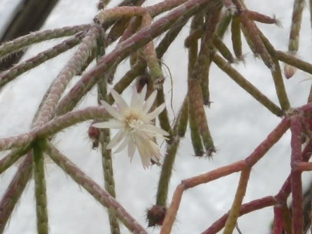 リプサリス フロストシュガー 花好きシニアの日記