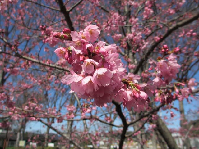 春の花：雅桜（プリンセス雅） - 田舎へ行ってご／見てご！