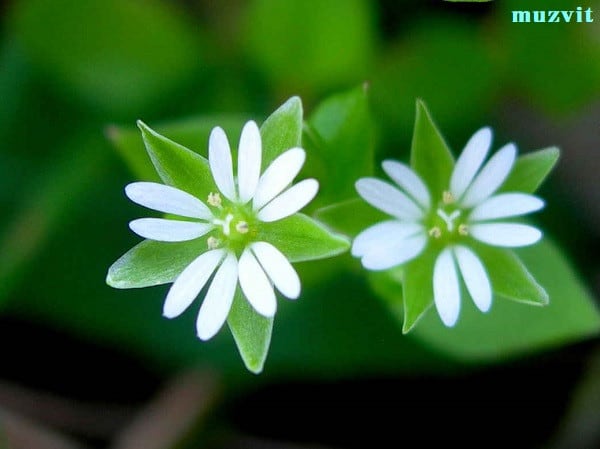 ステラリア メディア Stellaria Media The Wild Flowers Of Portugal ポルトガルの野の花 ステラリア メディア Stellaria Media The Wild Flowers Of Portugal ポルトガルの野の花