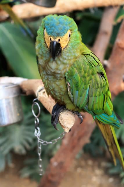 モモイロインコ ムジボウシインコ 人生は旅です