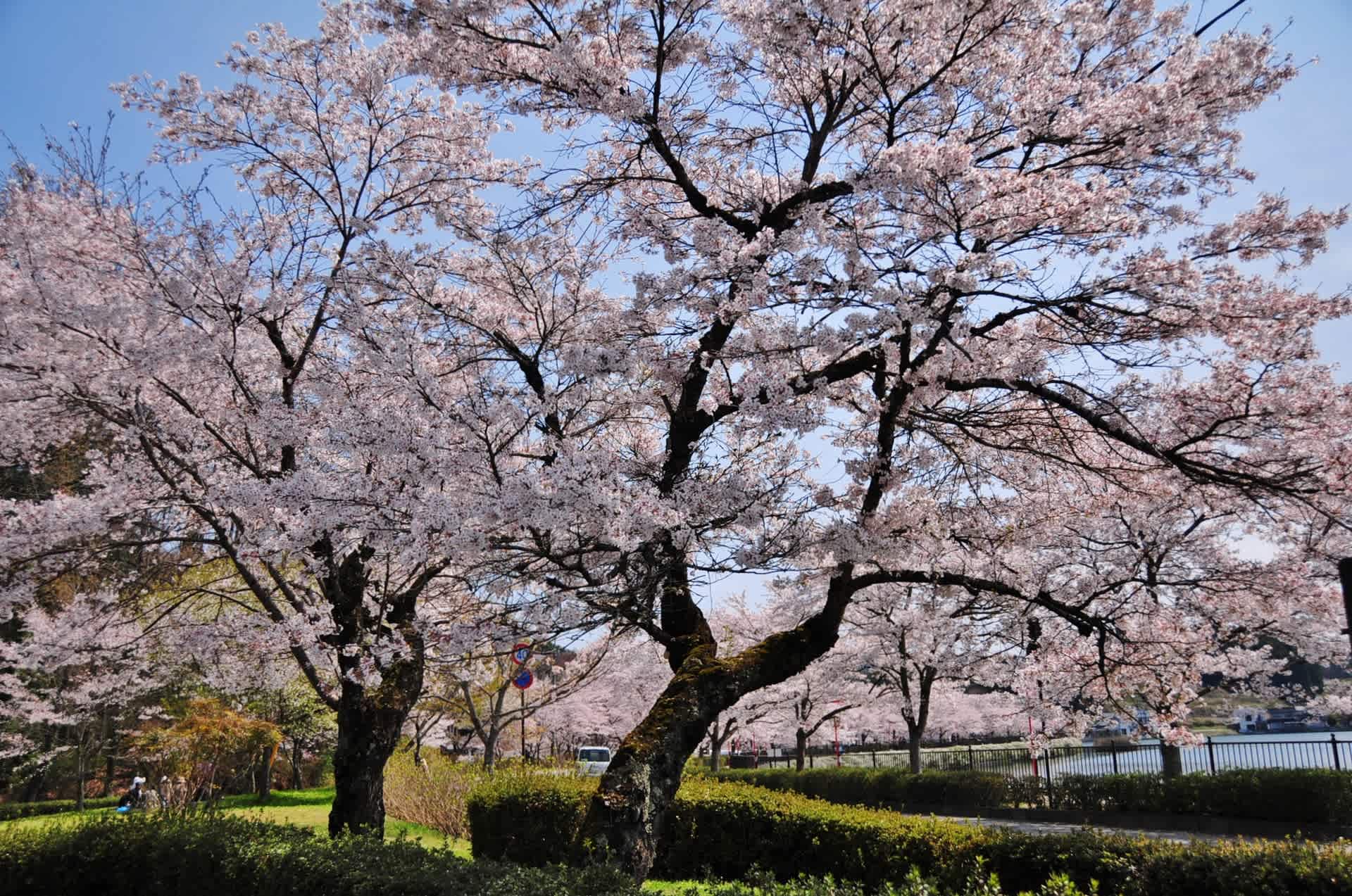 過去の写真 広島近辺の桜風景を 庄原市 上野公園 綺麗な写真 日々出来事 過去の写真 広島近辺の桜風景を 庄原市 上野公園 綺麗な写真 日々出来事