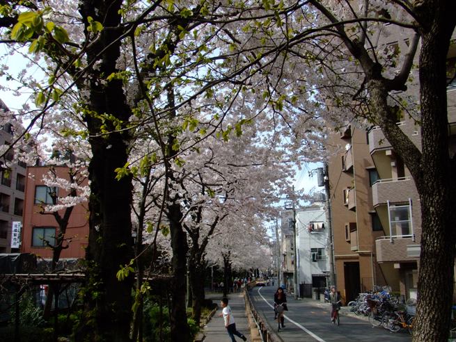 山谷堀公園 何気なく下町から発信するブログ