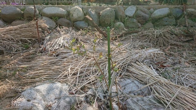 ブルーベリー1本を除いて順調です さぁて 畑へ行こう