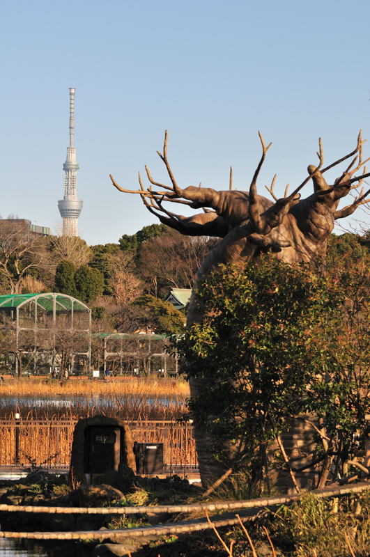 角度を変えて バオバブの木と東京スカイツリーです Photo No レンズの向こうに 角度を変えて バオバブの木と東京スカイツリーです Photo No レンズの向こうに