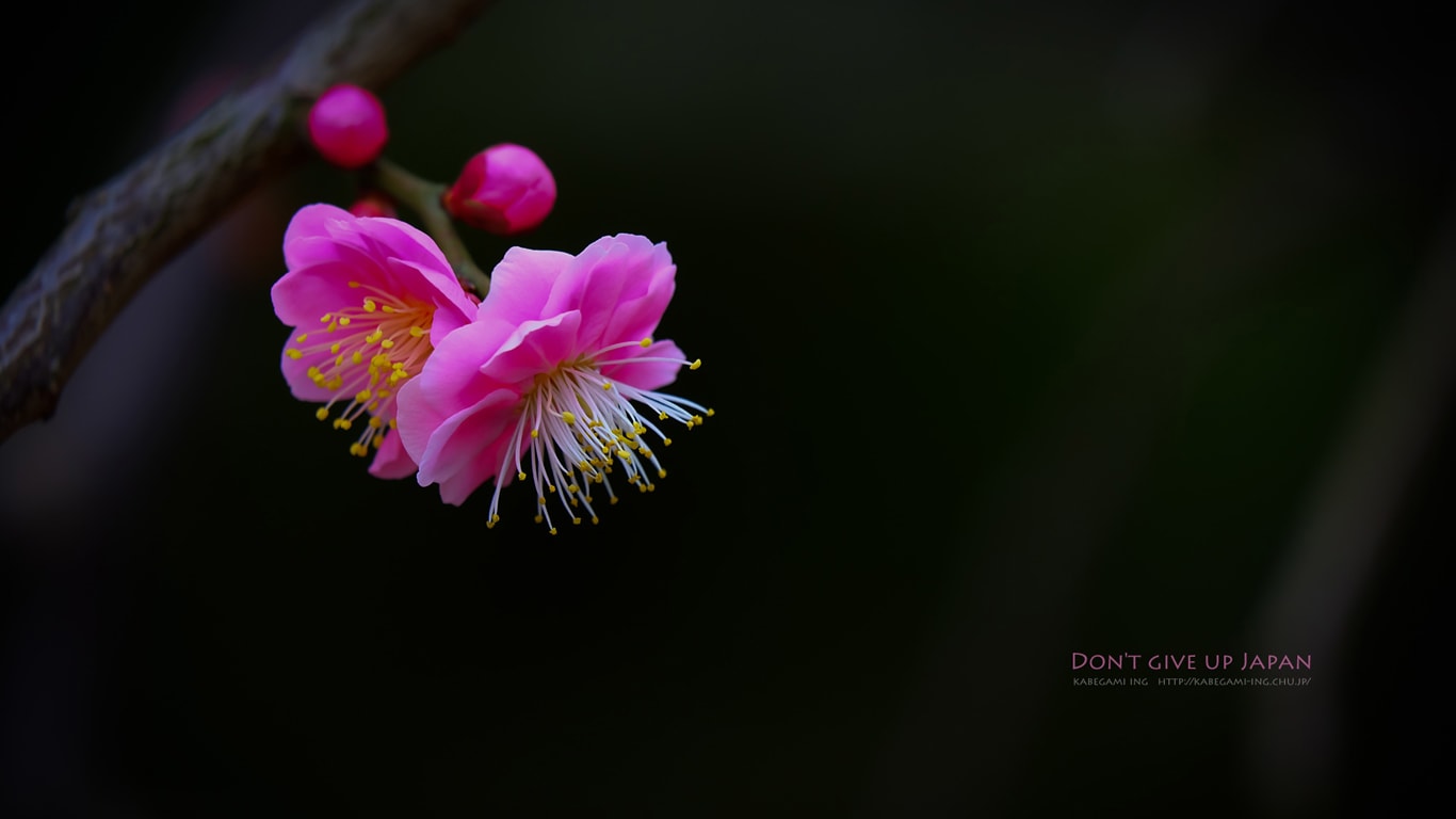 梅の季節 壁紙ing管理人の写真ブログ