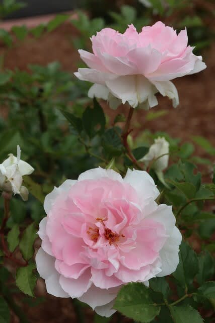 ふわふわした白とピンクのバラ シャリマー 春薔薇シリーズ 21 377 野の花 庭の花
