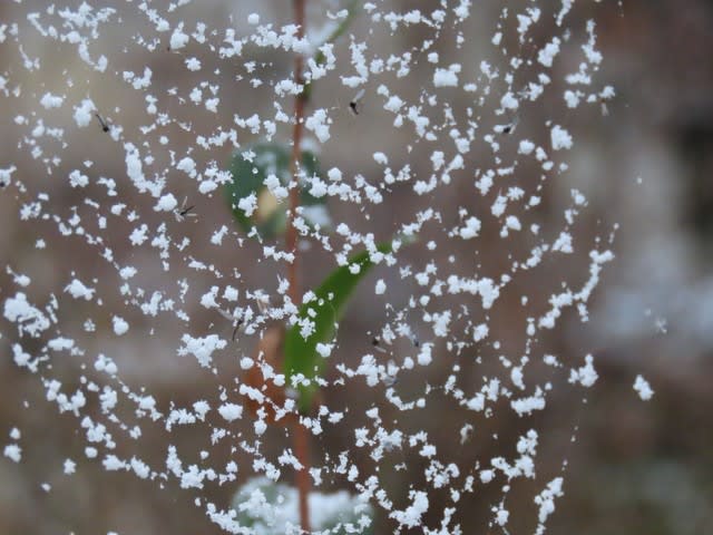 蜘蛛の巣に引っかかってしまった雪