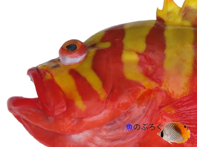 シマハタ 魚のぶろぐ