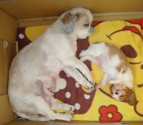 犬 のブログ記事一覧 4ページ目 ブリーダーズdog1 今日の1枚 犬 のブログ記事一覧 4ページ目 ブリーダーズdog1 今日の1枚