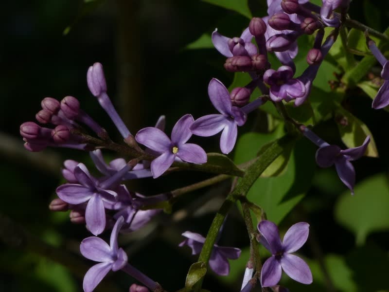 ムラサキハシドイ 紫丁香花 紫端集 ライラック リラ Hayashi No Ko