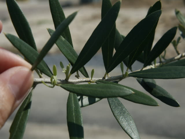 ルッカにも花芽 初代復活 Olive Gardening過去ログ倉庫