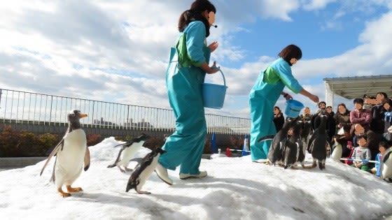 復活水族館 うみの杜水族館に行こう その３ ペンギン 可愛い過ぎるでしょ うさぎ学園 多趣味部