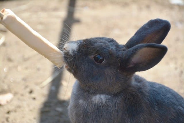 ウサギ のフリー素材 商用利用可能 オドフラン いつもどこかに なるほど を ウサギ のフリー素材 商用利用可能 オドフラン いつもどこかに なるほど を