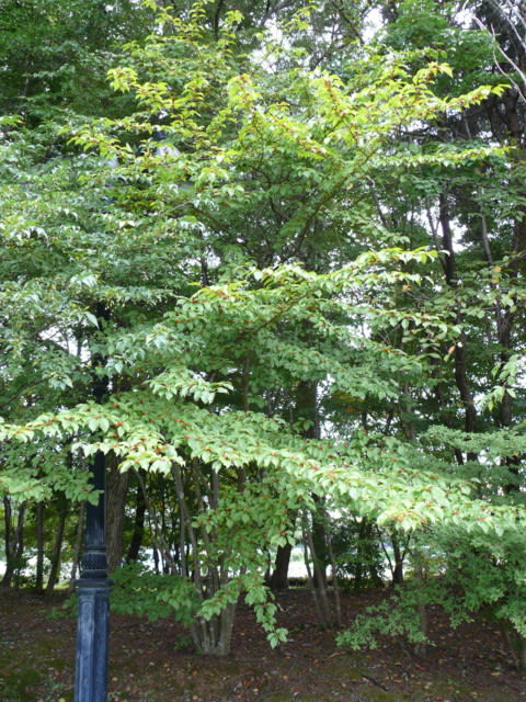 P3860471
