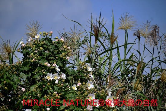 サキシマフヨウの花の蜜標は様々の色がある Miracle Nature 世界自然遺産の島 奄美大島