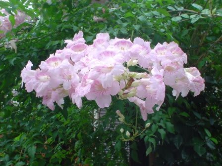 ピンクの蔓の花など ｇｏｒｏ ｓ 花 ｄｉａｒｙ
