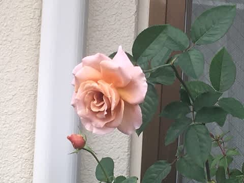 バラ のブログ記事一覧 ミドリノツヅリ