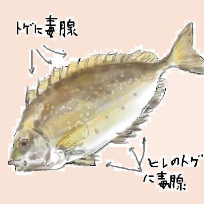 毒を持つ魚 アイゴ クニ舛田のパシフィックコーストライフ