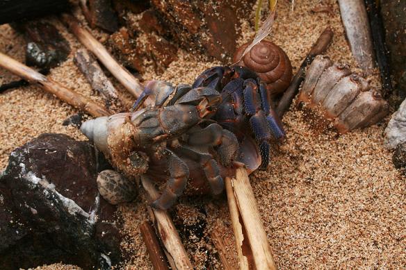 ムラサキオカヤドカリの睨み合い Miracle Nature 世界自然遺産の島 奄美大島