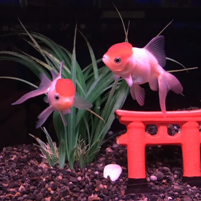 飯田高頭丹頂 アクアウィズのオススメ 熱帯魚