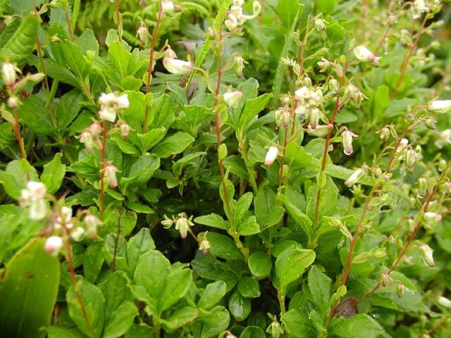 高ボッチ高原・鉢伏山の植物　ミヤマホツツジ（深山穂躑躅）