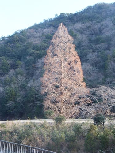 針葉樹 メタセコイア はなぜ冬に葉を落とす 高田小学校ブログ