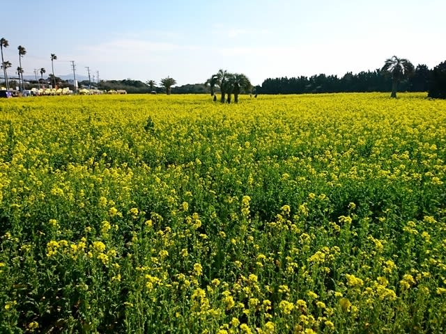 菜の花まつり.JPG