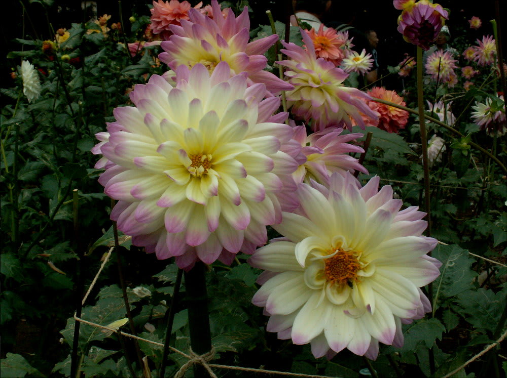 花まるのダリア ヒフミ 花の公園 俳句 ｉｎｇ