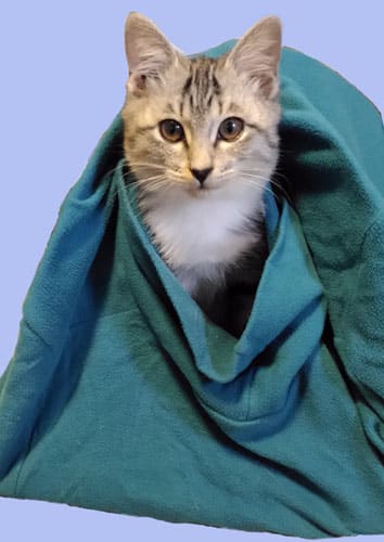 猫テント 猫と千夏とエトセトラ