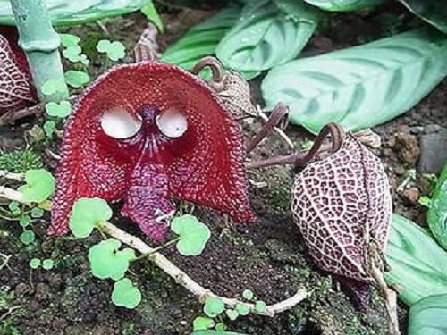 メモ帳8ページ ヒスイカズラとダース ベイダー似の花 迷える羊のメモ帳
