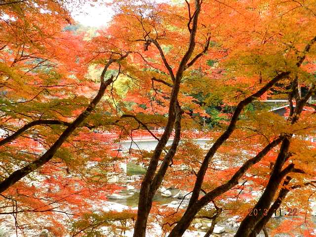 香嵐渓紅葉狩りの画像