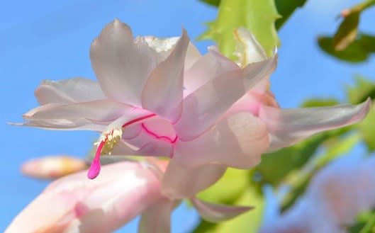 シャコバサボテンの花 １ ムーンライト Koba の庭 春夏秋冬