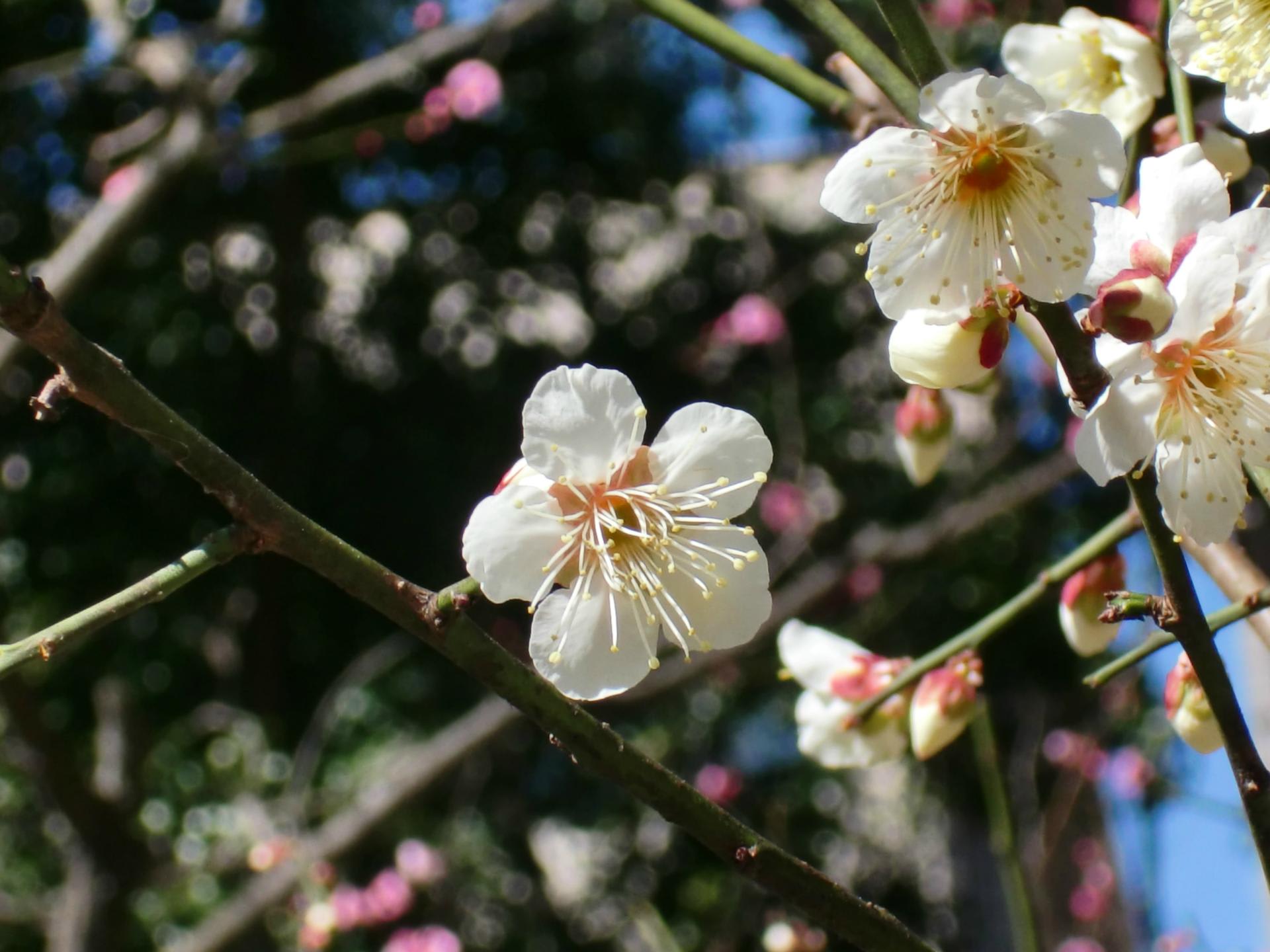 梅の花 住吉町のチャイ 梅の花 住吉町のチャイ