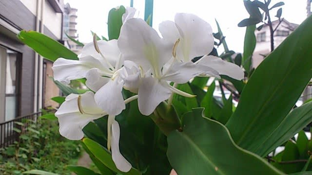庭の花 ホワイトジンジャー Blog Lei 自然と共に 季節ならではの味を楽しむ