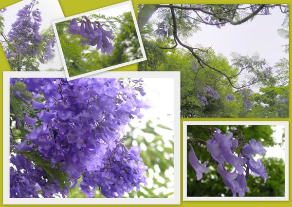 ジャカランダの花情報２０１０ 大阪市八幡屋公園 日々雑感 写真と思い