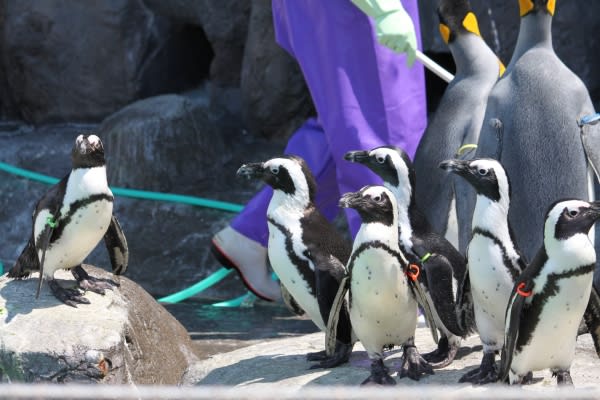 ペンギンの見分け方 フンボルト属 ペンギン音頭