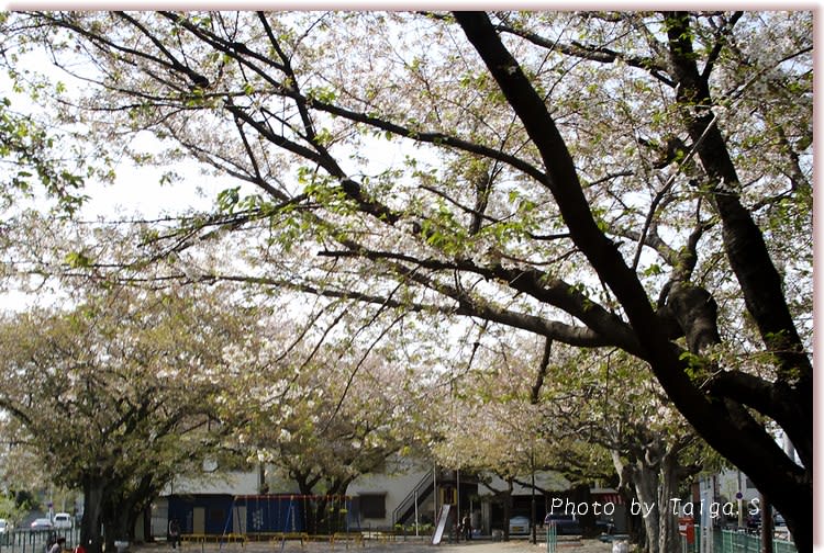 葉桜　神奈川県川崎市多摩区・登戸の日常風景写真
