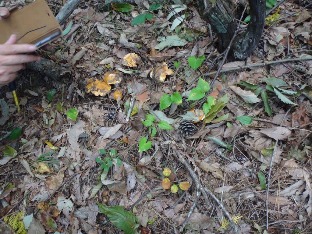 2018/10/07長野きのこ狩り 長野きのこ狩り