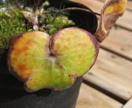 小汚い...雪割草の葉 小汚い...雪割草の葉