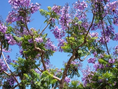 紫色の花の街路樹 花好きグランマの独り言