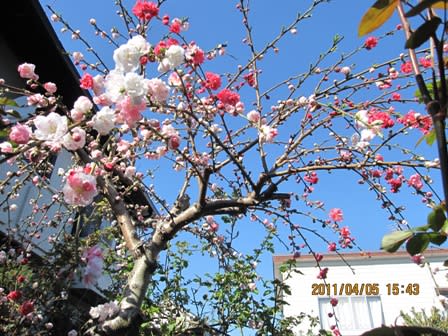 花木 源平しだれ桃 鉢植え果樹 ソルダムの花 手造り花壇 花 庭造り １０年