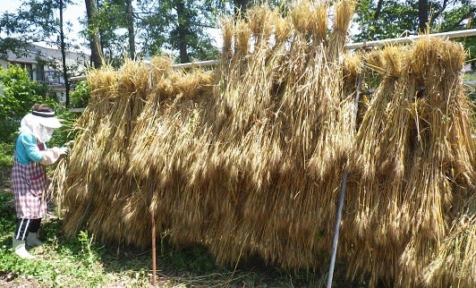 鳥に食害される前に 小麦を刈り取り はさ掛け 東京里山農業日誌