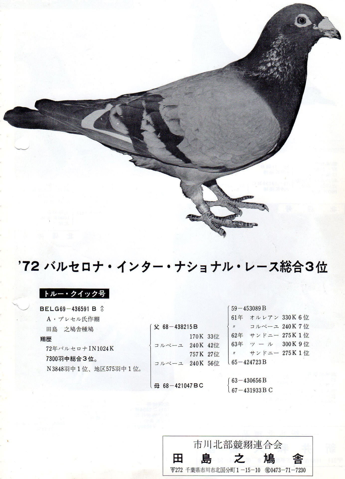 19年4月のブログ記事一覧 レース鳩日記 勝利の翼 19年4月のブログ記事一覧 レース鳩日記 勝利の翼