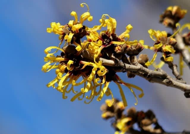 マンサクの花 ほどあき マンサクの花 ほどあき