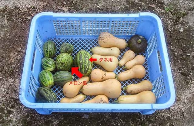バターナッツ と乙女縞瓜 菜園 穏風 無農薬 無化学肥料 不耕起栽培で野菜作りに挑戦