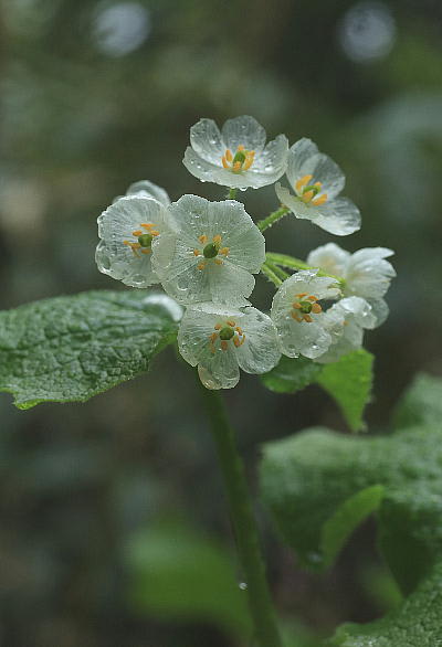 透明花 のんの風便り 透明花 のんの風便り
