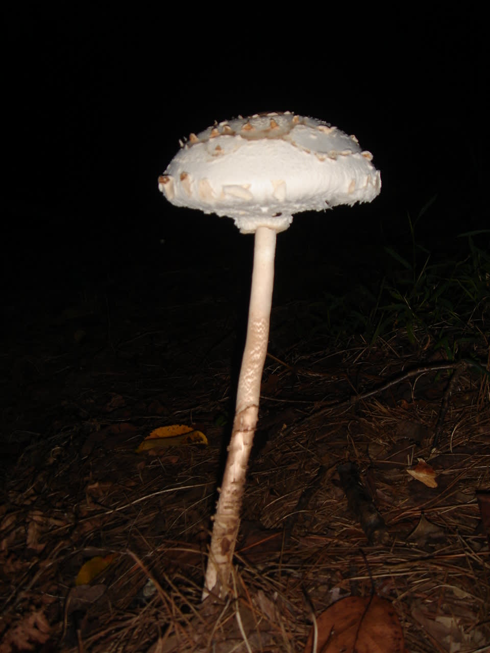 2008/10/7/18:59