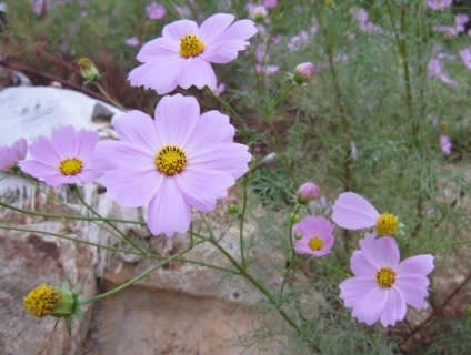 花びら一枚残して 京の辻から 心ころころ好日