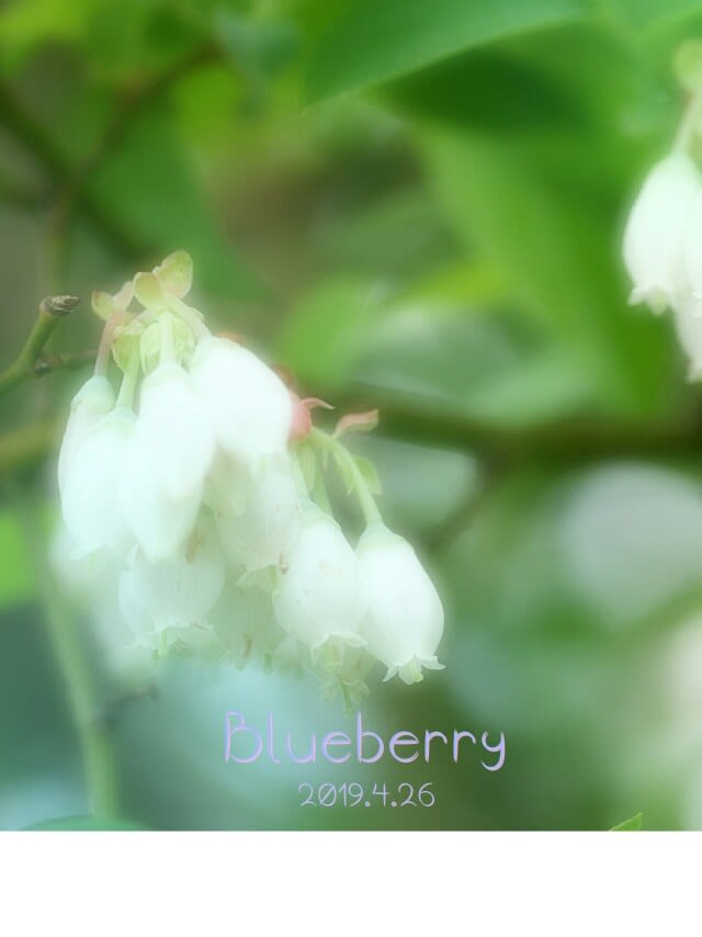 ぜいたくブルーベリー 花 言葉 最高の花の画像