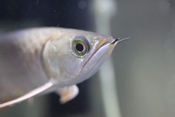 ハイブリッド アジアアロワナ 熱帯魚ギョギョッ